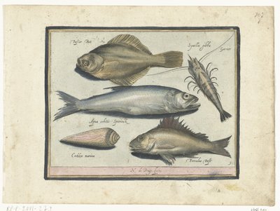 Cod, Shrimp, Smelt, and Perch (Libelivs varia Genera piscium complectens) (Freshwater Fish, Sea Fish, Frogs, Crustaceans, and Sea Creatures) by Nicolaes de Bruyn
