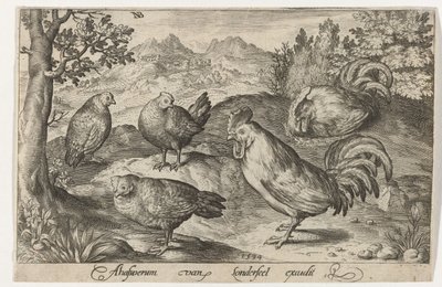 Three Chickens and Two Roosters Birds and Insects (series title) by Nicolaes de Bruyn