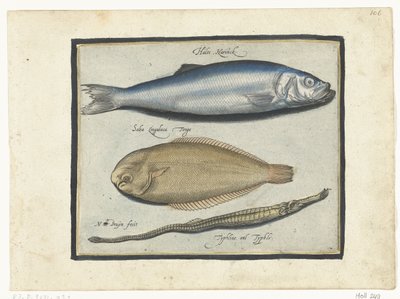 Herring, Sole, and Needlefish by Nicolaes de Bruyn