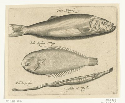 Herring, Sole, and Needlefish (Libelivs Varia Genera Piscium Complectens) (Freshwater Fish, Sea Fish, Frogs, Crustaceans, and Sea Creatures) by Nicolaes de Bruyn