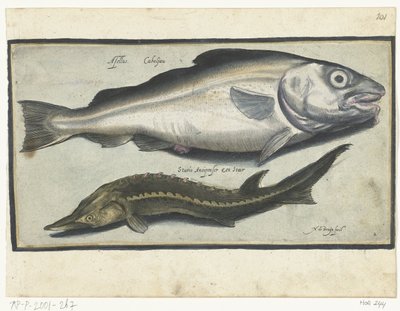 Cod and Sturgeon (series title) by Nicolaes de Bruyn