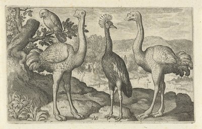 Crowned Crane Between Two Ostriches by Nicolaes de Bruyn