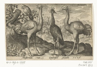Crowned Crane Between Two Ostriches (Birds and Insects) by Nicolaes de Bruyn
