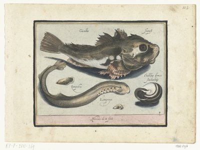 Poon, Lamprey, and Snail Shell (Libelivs varia Genera piscium complectens) by Nicolaes de Bruyn