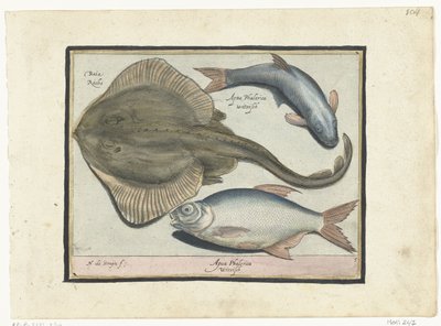 Rog, bream and whitefish by Nicolaes de Bruyn