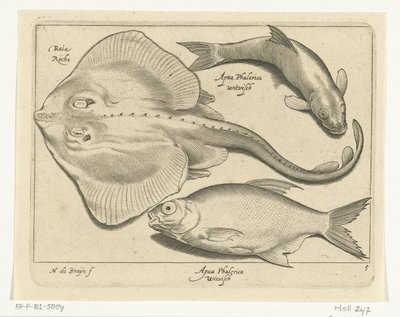 Ray, Bream, and Whitefish (Libelivs Varia Genera Piscium Complectens) by Nicolaes de Bruyn