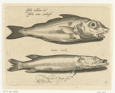 Haddock and Pike by Nicolaes de Bruyn