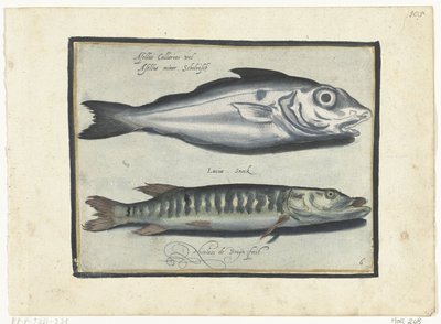 Haddock and Pike (Libelivs varia Genera piscium complectens series, Freshwater Fish, Sea Fish, Frogs, Shellfish, and Sea Creatures series) by Nicolaes de Bruyn