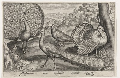 Two Peacocks and a Turkey by Nicolaes de Bruyn