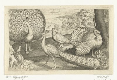 Two Peacocks and a Turkey (series title) Birds and Insects by Nicolaes de Bruyn