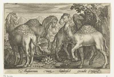 Four Dromedaries by Nicolaes de Bruyn
