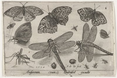 Butterflies and Dragonflies by Nicolaes de Bruyn