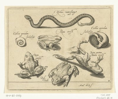 Water Snake, Frogs and Toads, Freshwater Fish, Sea Fish, Frogs, Crustaceans and Sea Creatures (series title) by Nicolaes de Bruyn