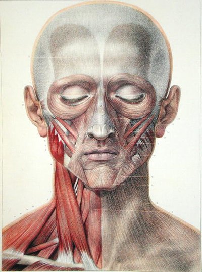 Musculature of the Face, Plate from 