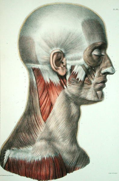 Musculature of the face, plate from 