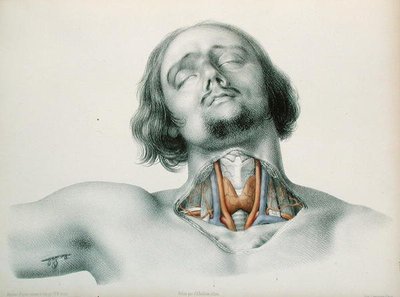 Cross-Section of the Throat, from 