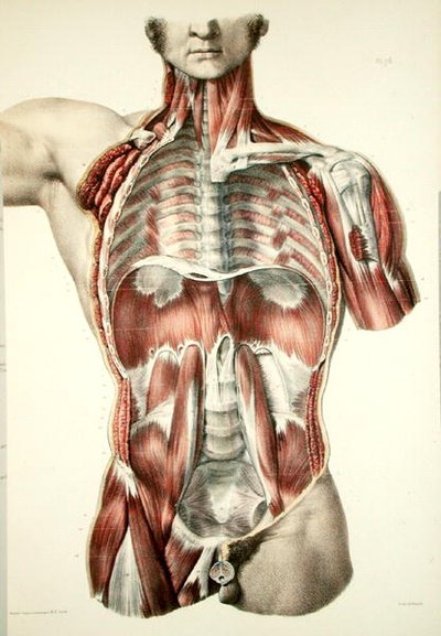 Flayed Torso, Plate from 