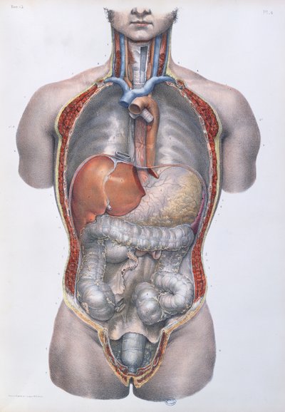 Internal organs, plate from 