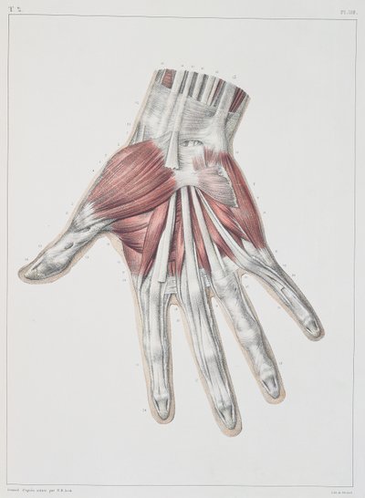 Musculature of the Hand, Plate from 