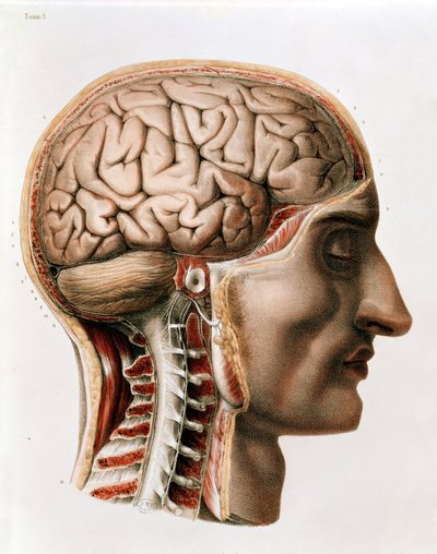The Brain, plate from 