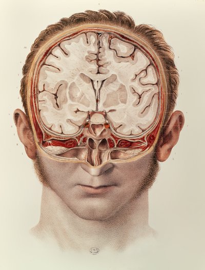 The Brain, plate from Traite Complet de lAnatomie de lHomme by Jean-Baptiste Marc Bourgery by Nicolas Henri Jacob