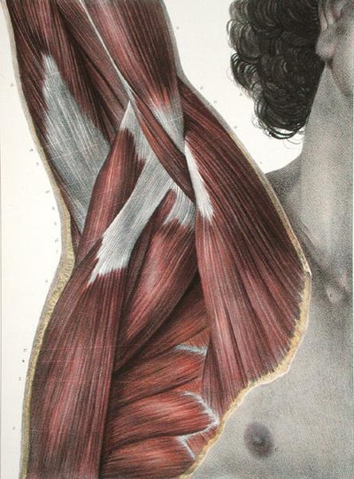 The Shoulder and Axilla, from 