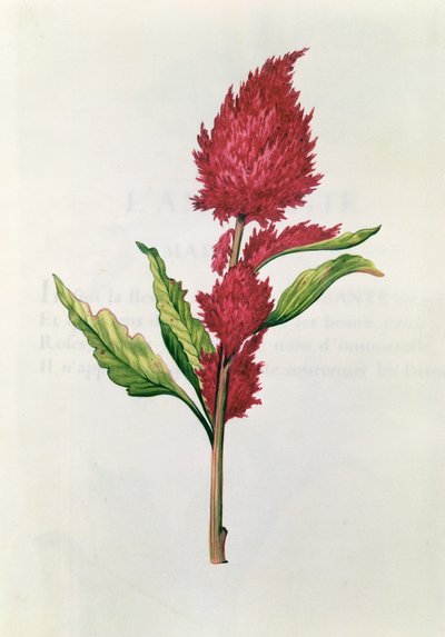 Amaranthus, from 