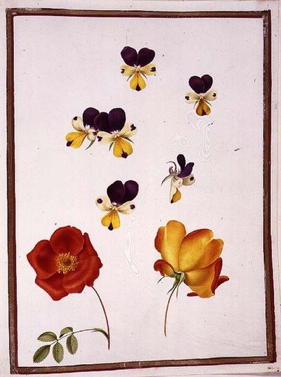 Six Heads of Pansies and Two Rosa Foetida (Austrian Briar) by Nicolas Robert