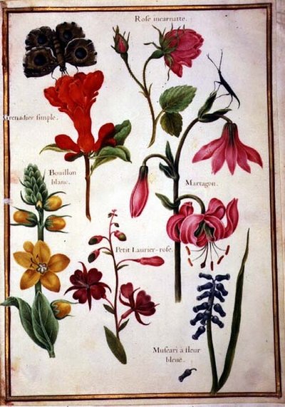 Flower Studies by Nicolas Robert
