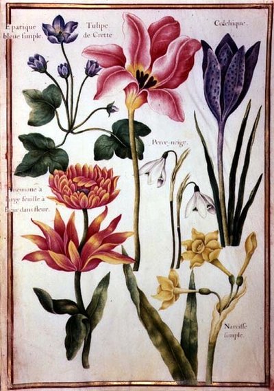 Flower Studies by Nicolas Robert