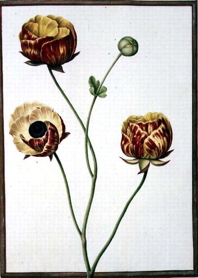 Ranunculus Asiaticus by Nicolas Robert