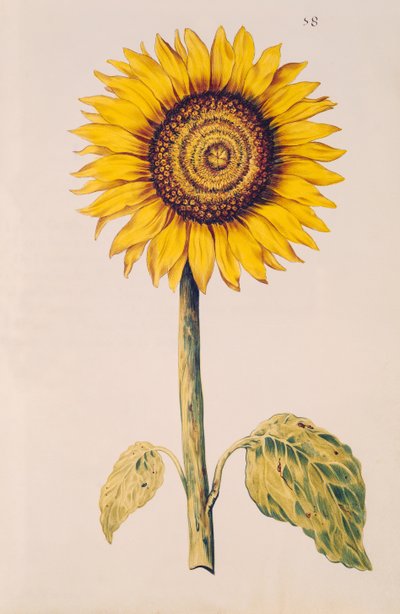 Sunflower or Helianthus, from 
