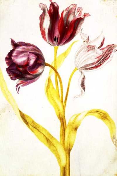 Tulips by Nicolas Robert
