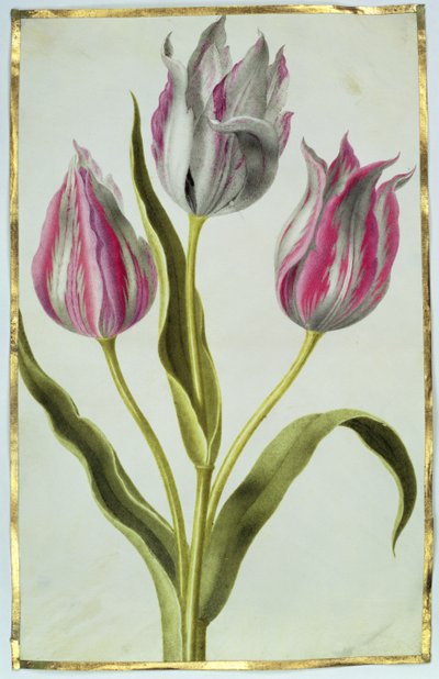 Tulips by Nicolas Robert