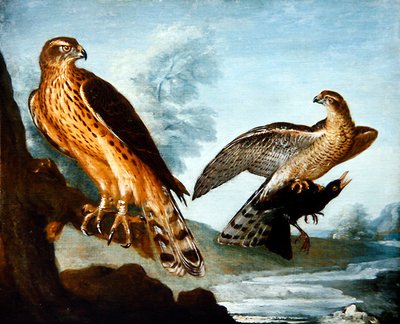Two Goshawks, one clutching a Blackbird by Nicolas Spheyman
