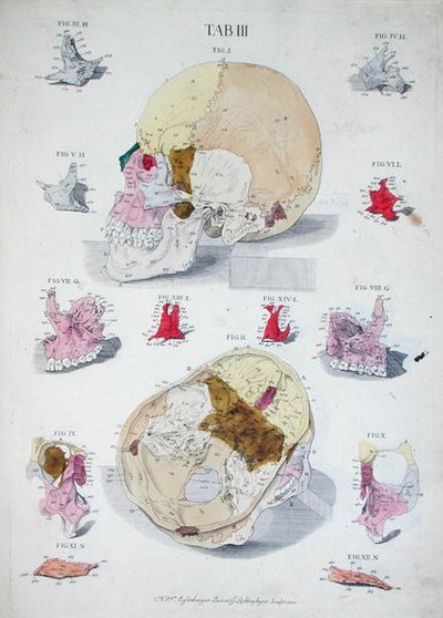Bones of the Skull, from 