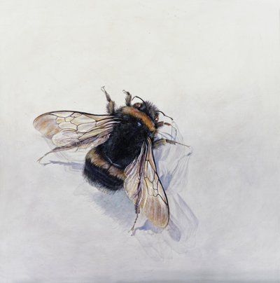 Bombus terrestris 11 by Odile Kidd