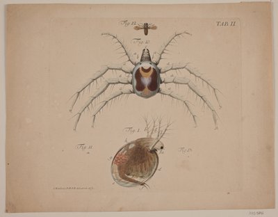 Insects. Plate II from Zoological Work by Odvardt Helmoldt de Lode