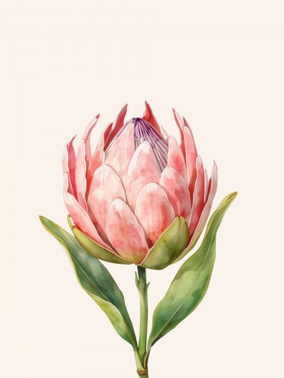 Pink Protea Bloom by Ohkimiko