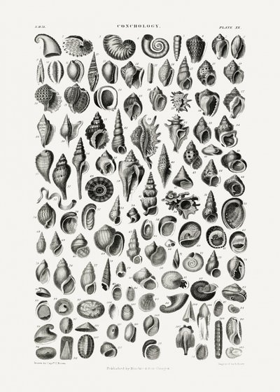 Sealife III by Oliver Goldsmith
