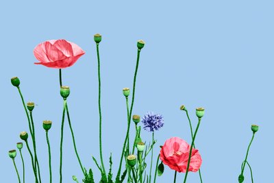 Pink Poppies by Olivia Gozzano