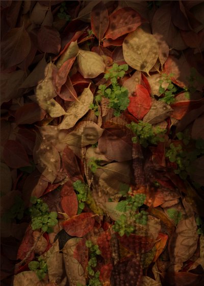 Queen of Leaves, 2025 by Olivia Gozzano