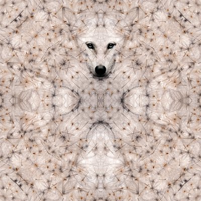 Semi Lupus by Olivia Gozzano