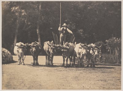 Six Oxen Team with their Driver by Olympe Aguado