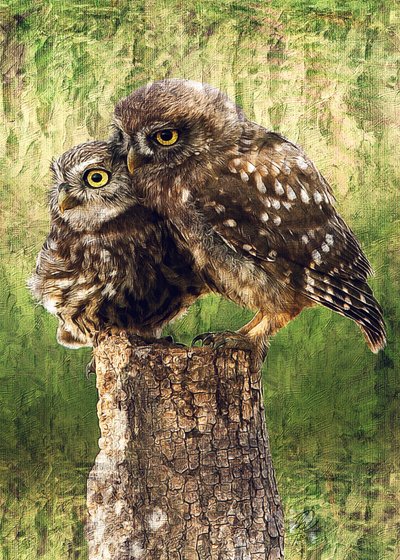 Loving Little Owls by Osvaldo Russo