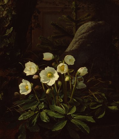 Hellebores in a Rockery by Otto Didrik Ottesen