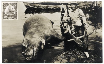 German Hunter with Hippo, German East Africa, c.1910 by Otto Haeckel