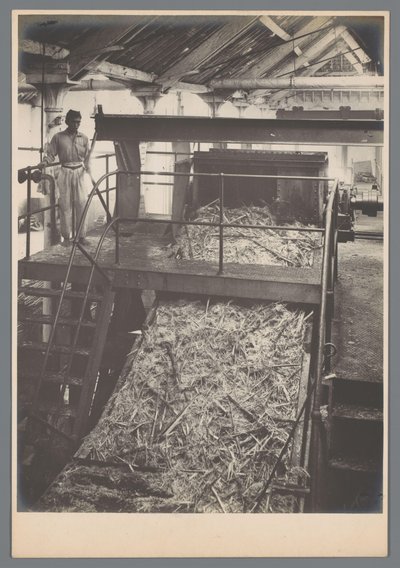 Canecutter at Work by Otto Hisgen