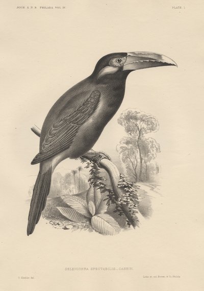 Selenidera Spectabilis, litho by Bowen und Co., 1850 by Otto Koehler