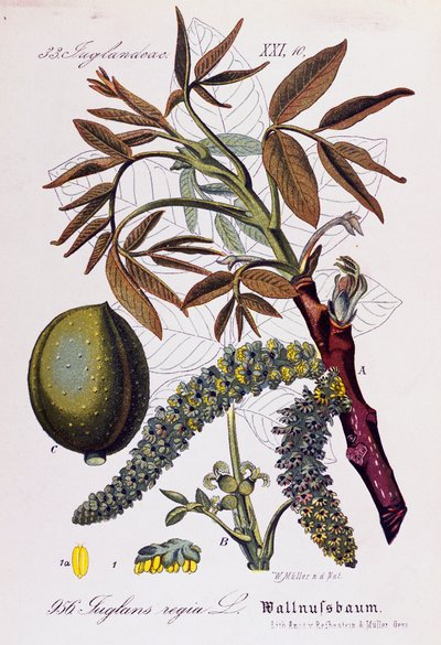 Leaves, fruits and flowers of Persian walnut or English walnut (Juglans regia) by Otto Wilhelm Thome